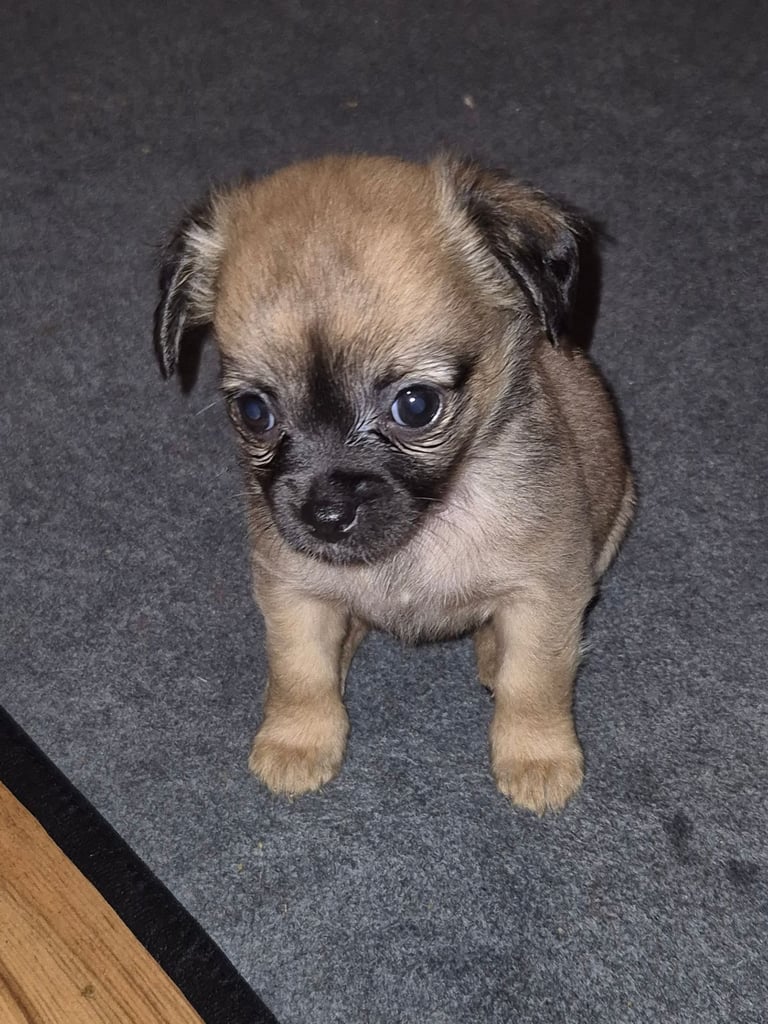 Chug puppies (only 3 left)