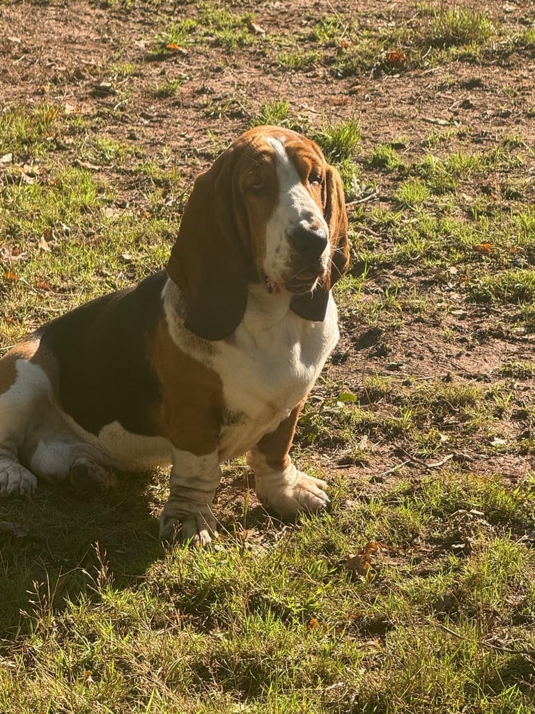 Chunky Bassett Hound Puppies 