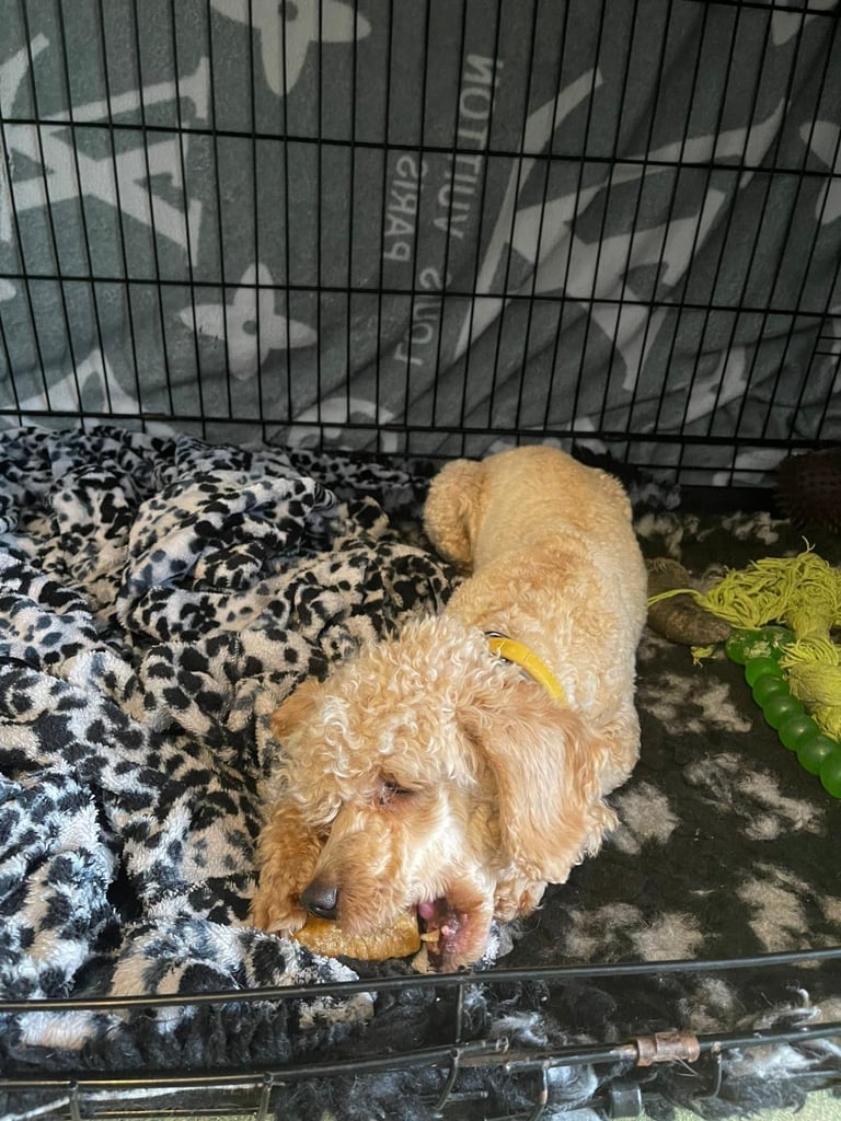 Miniature poodle male 