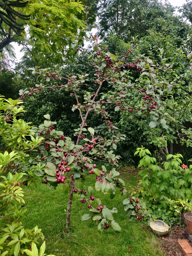 Crab apple tree Harry Baker 