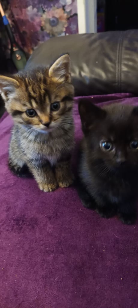 British shorthair/black ghost tabbys