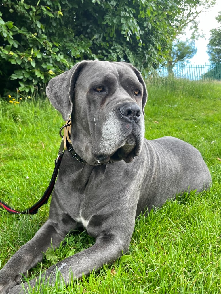 Cane Corso x belgian malinois 04/10/25 