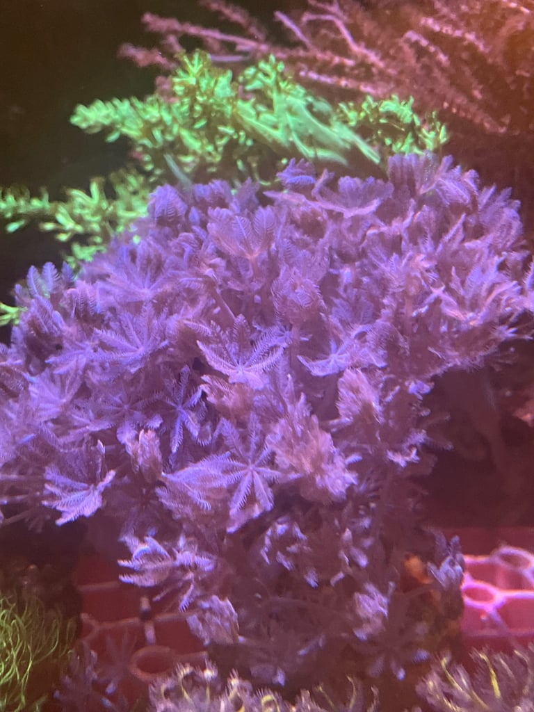 Xenia frag marine aquarium