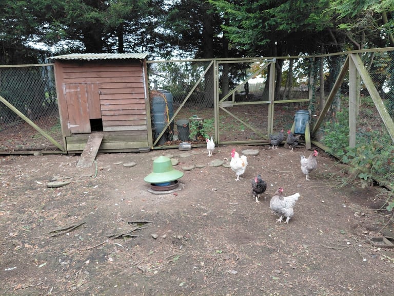 2 henhouses