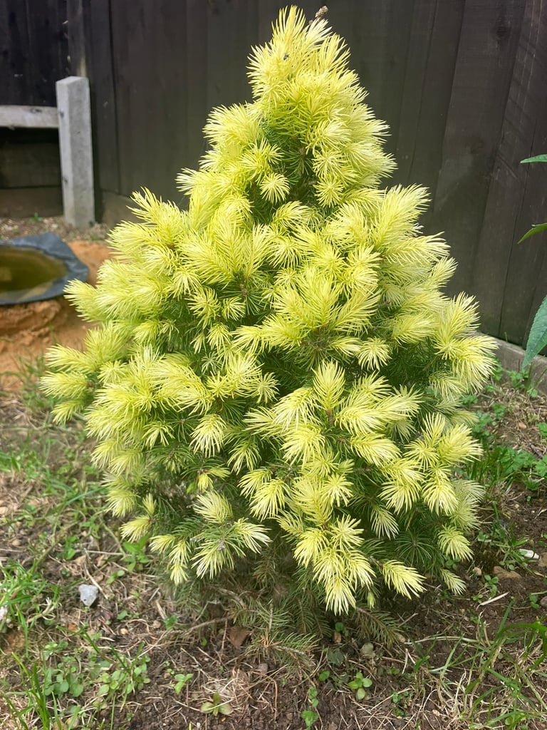 Picea glauca var. albertiana ‘J.W. Daisy’s White’ (White Spruce) Dwarf Evergreen Conifer 