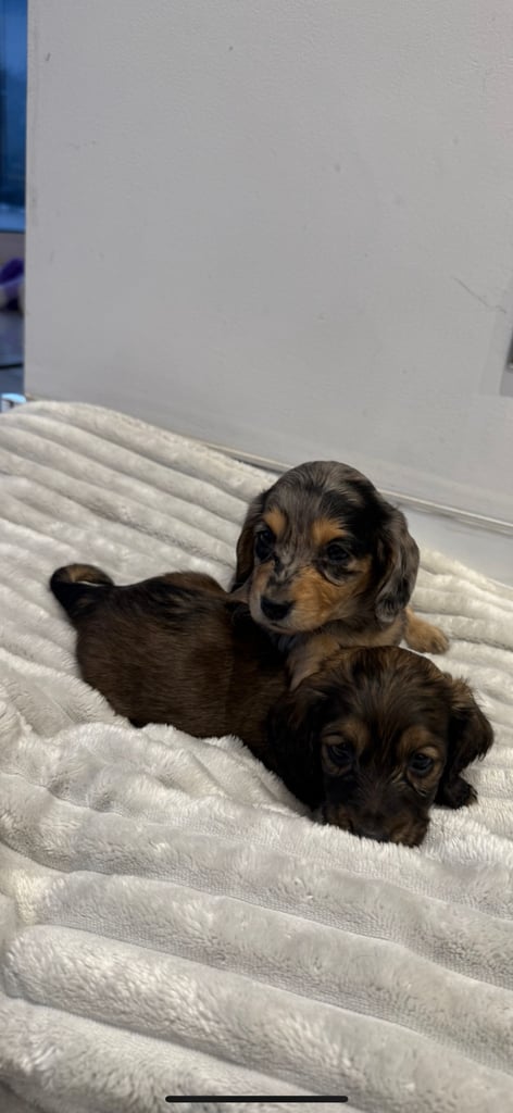 Miniature dachshunds 