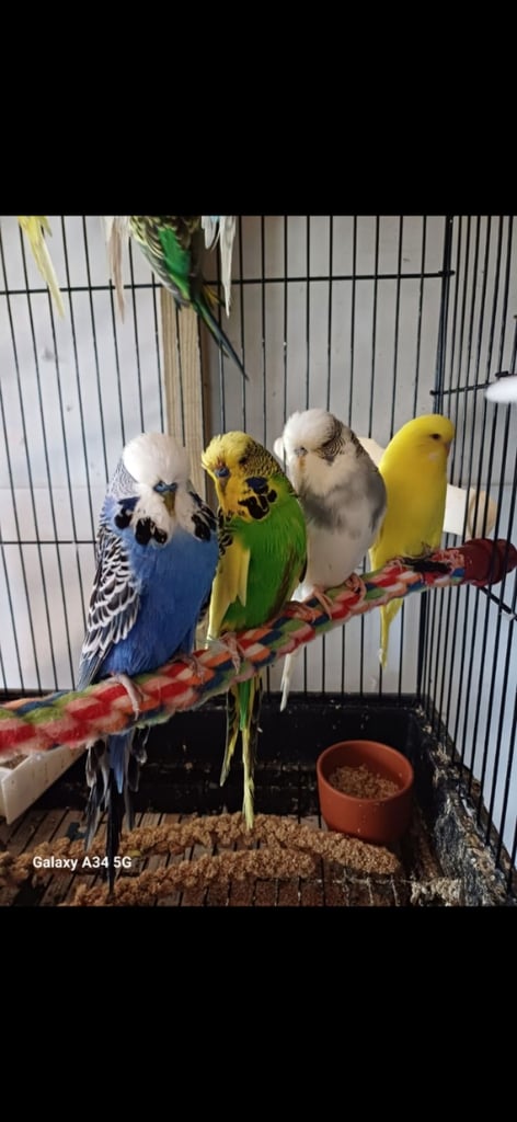Exhibition Budgies 