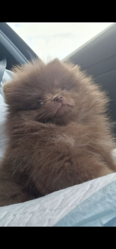🧸 TOPQUILITY RARE POMERANIAN PUPPIE'S 🧸