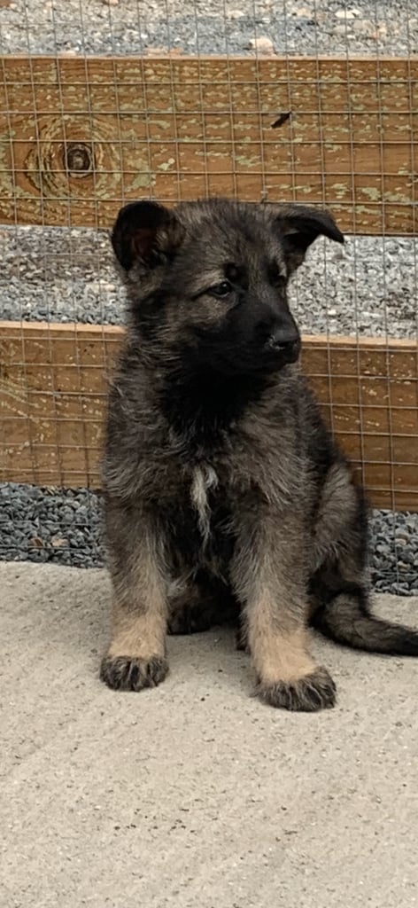 German shepherd puppies