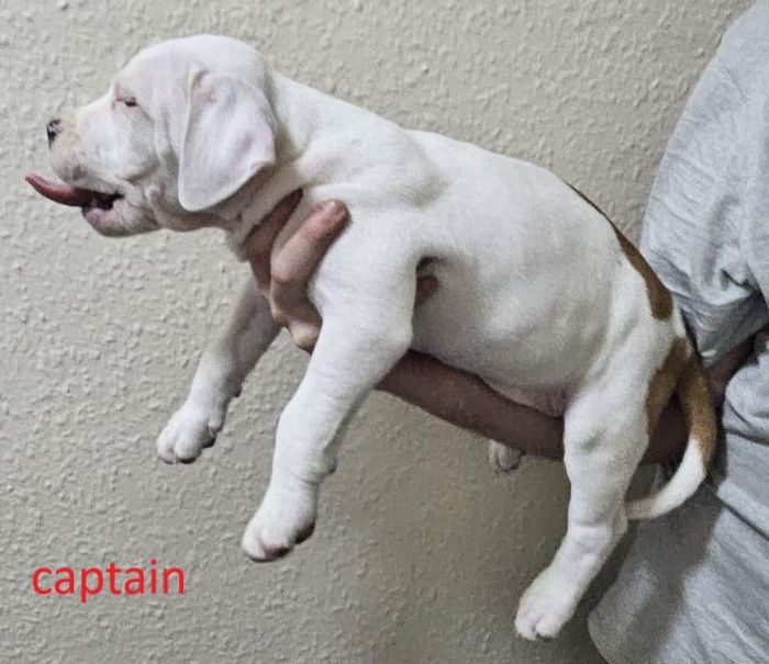 image for Confident & Well-Socialised Presa x Staffy Pups ready to leave 4/10/2025