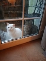 Caring Home Required for 2 Charming Little Cats