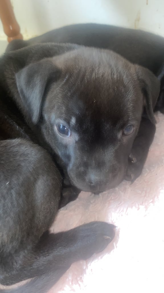 Staff x BullMastiff 4 Left 