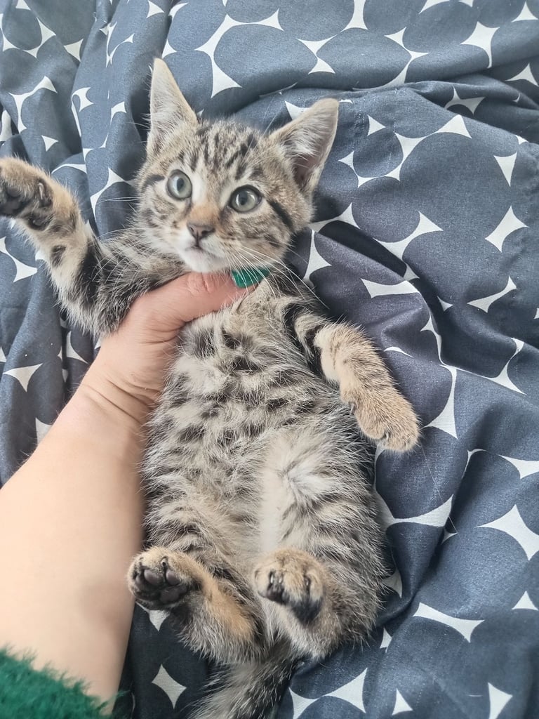 all reserved,kittens 