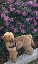 Labradoodle 1 Year Old | F1B (needs to be rehomed)