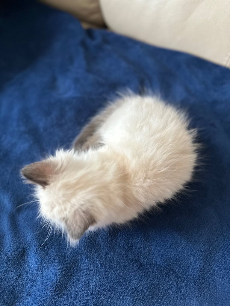 Beautiful male Ragdoll kitten - 8 weeks old