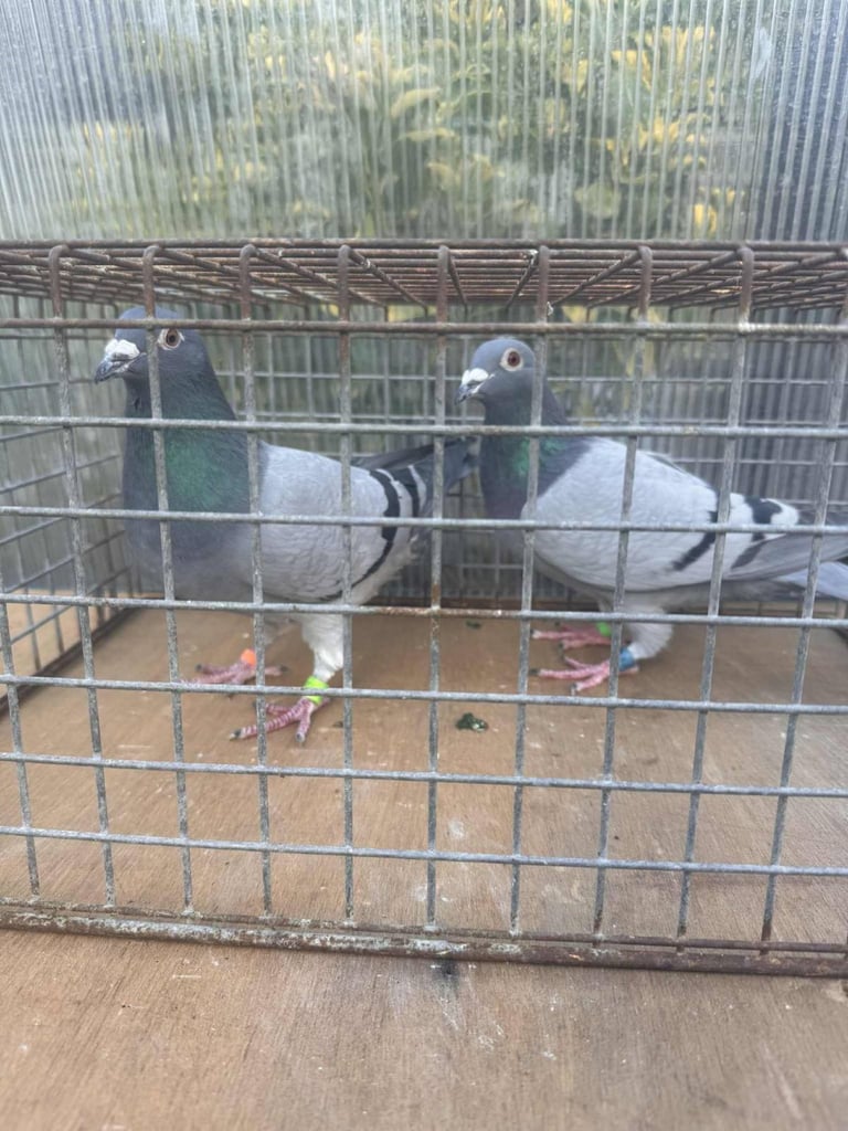 racing pigeons