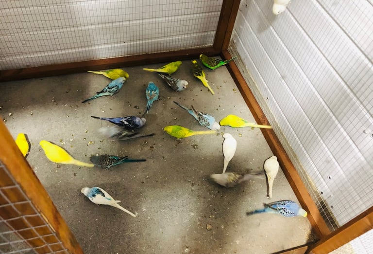 Beautiful colour’s Baby Budgies and other birds 