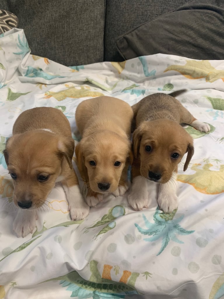 image for Jack Russell puppies 