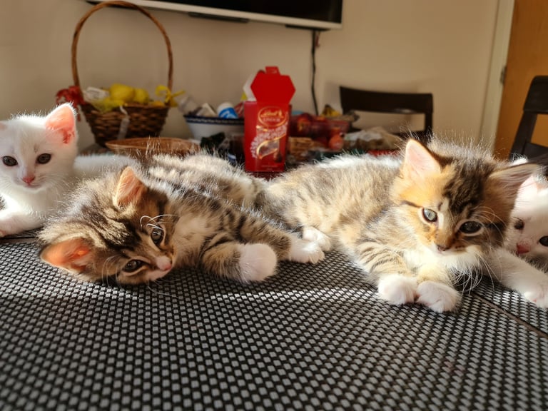 Four lovely kittens looking for a new home