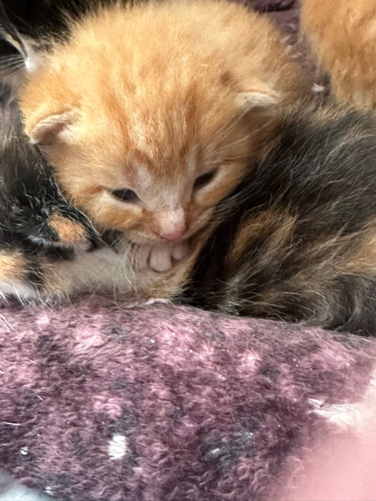 image for Kittens for sale