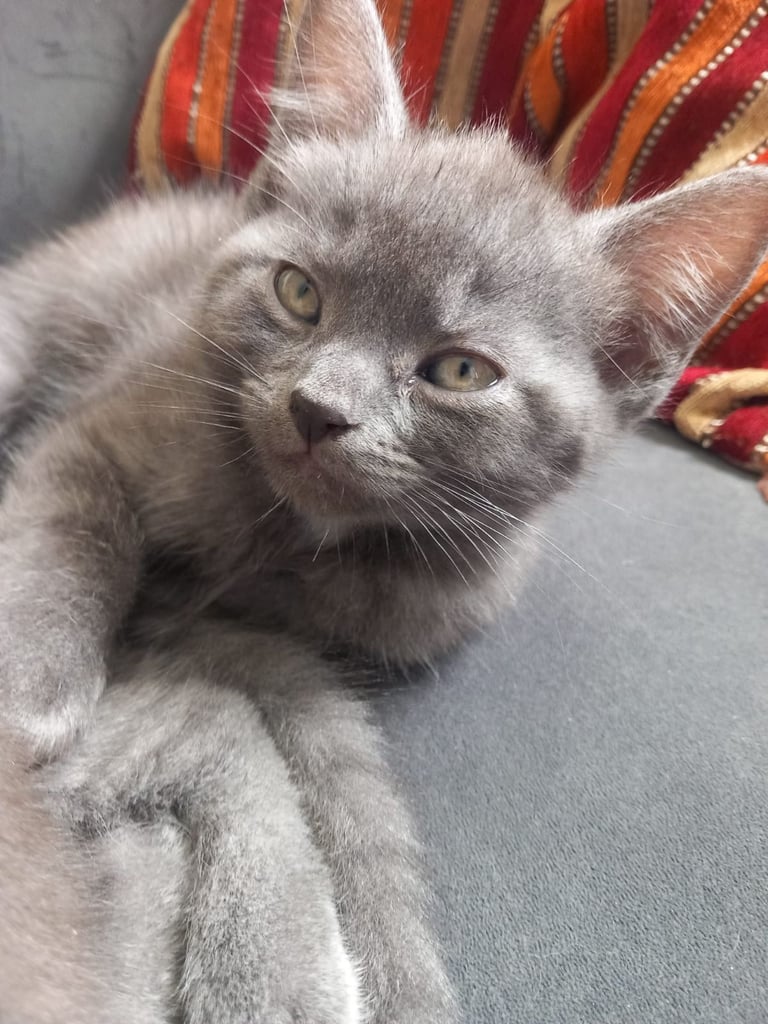 6 kittens for sale 4 black 1 grey one tabby 