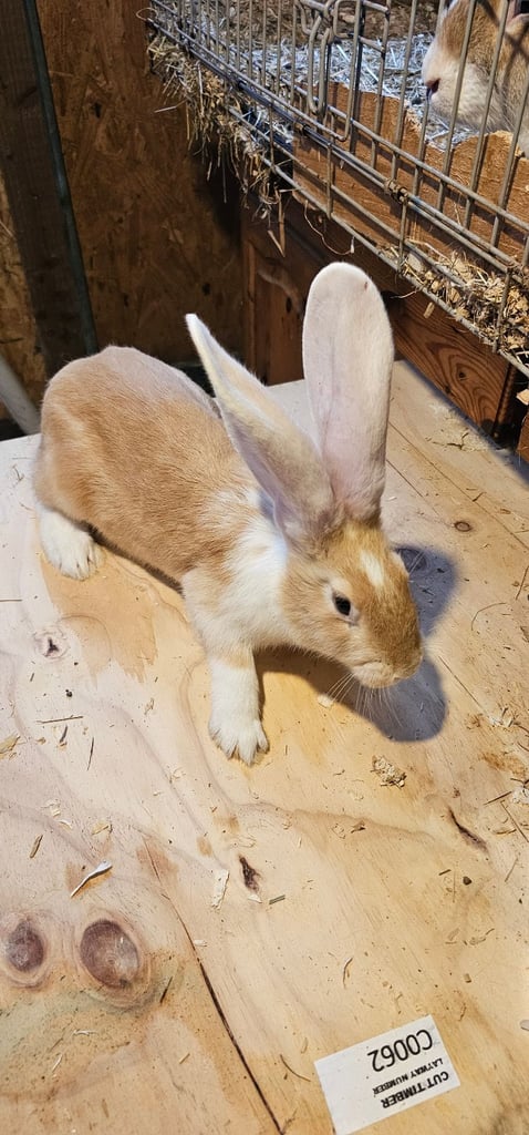 Continental Giant Merle Rabbits Rabbit