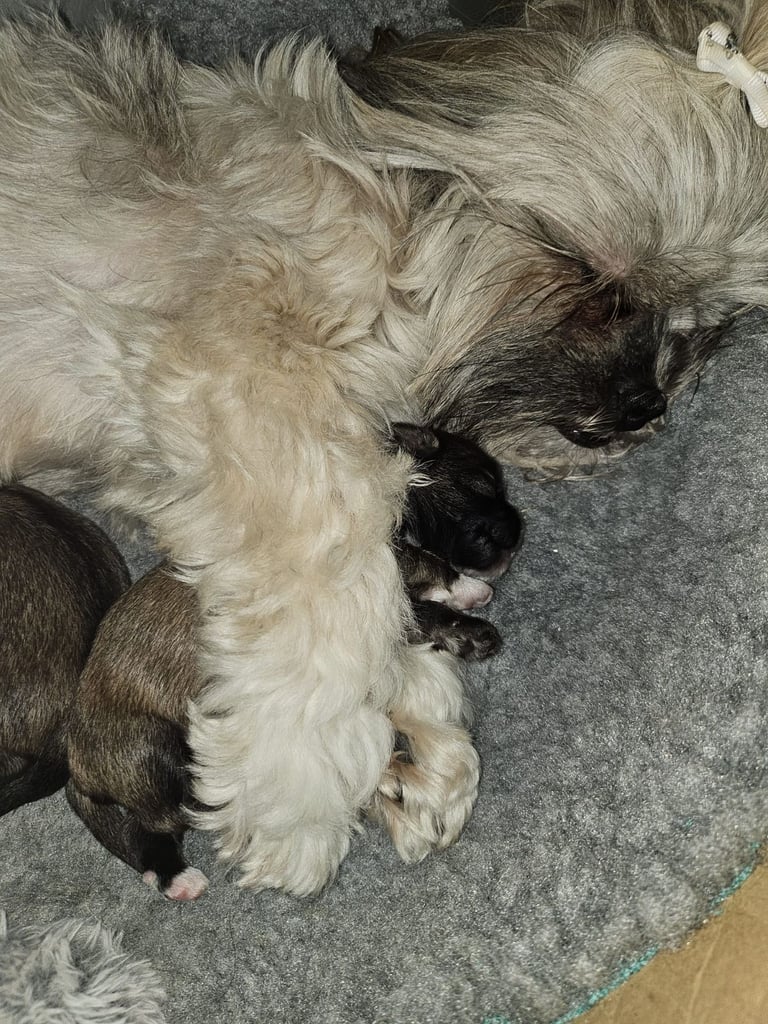 Lhasa apso pups 