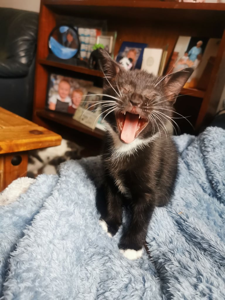 Kitten 1x male 