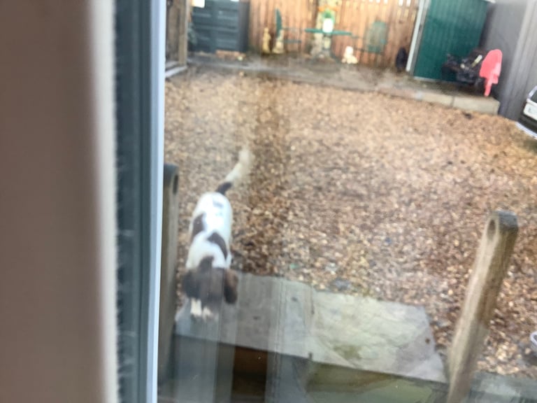 Springer Spaniel ( Girl )