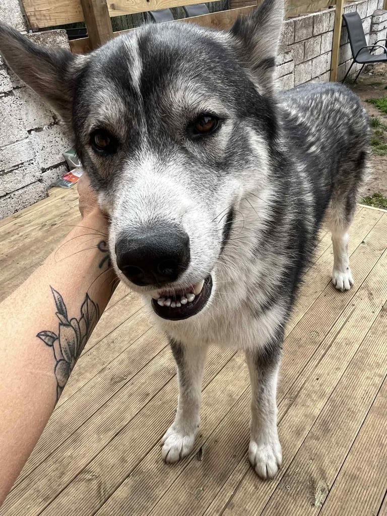 GSDxHusky