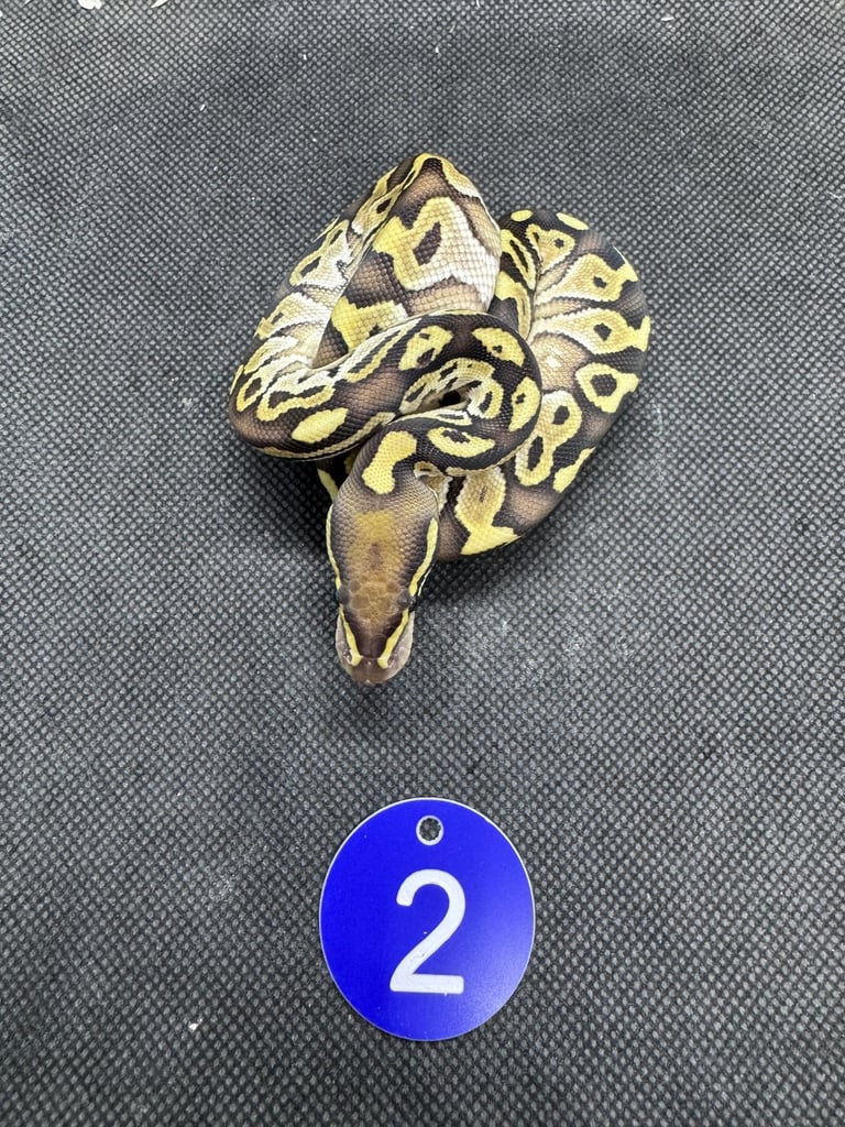 Royal python from £60