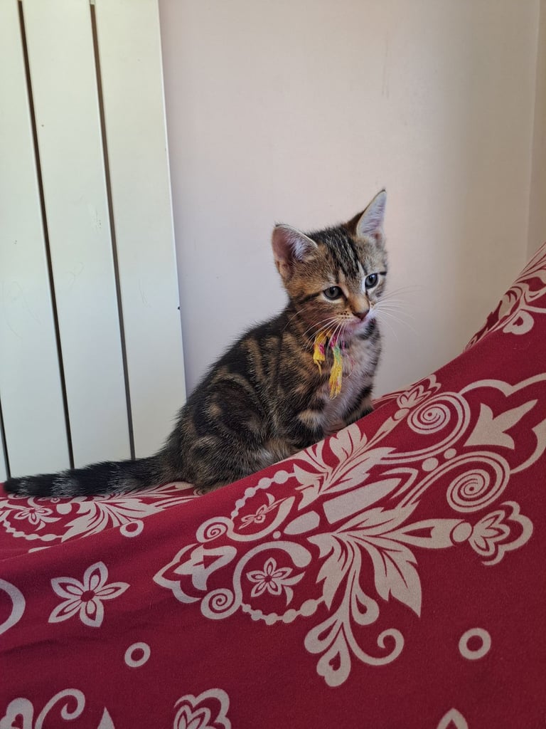 Kittens waiting for a forever home (last one)