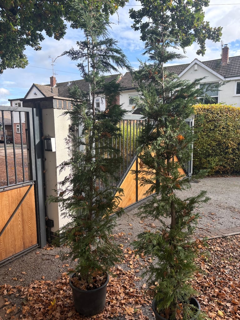 2x conifers leylandi