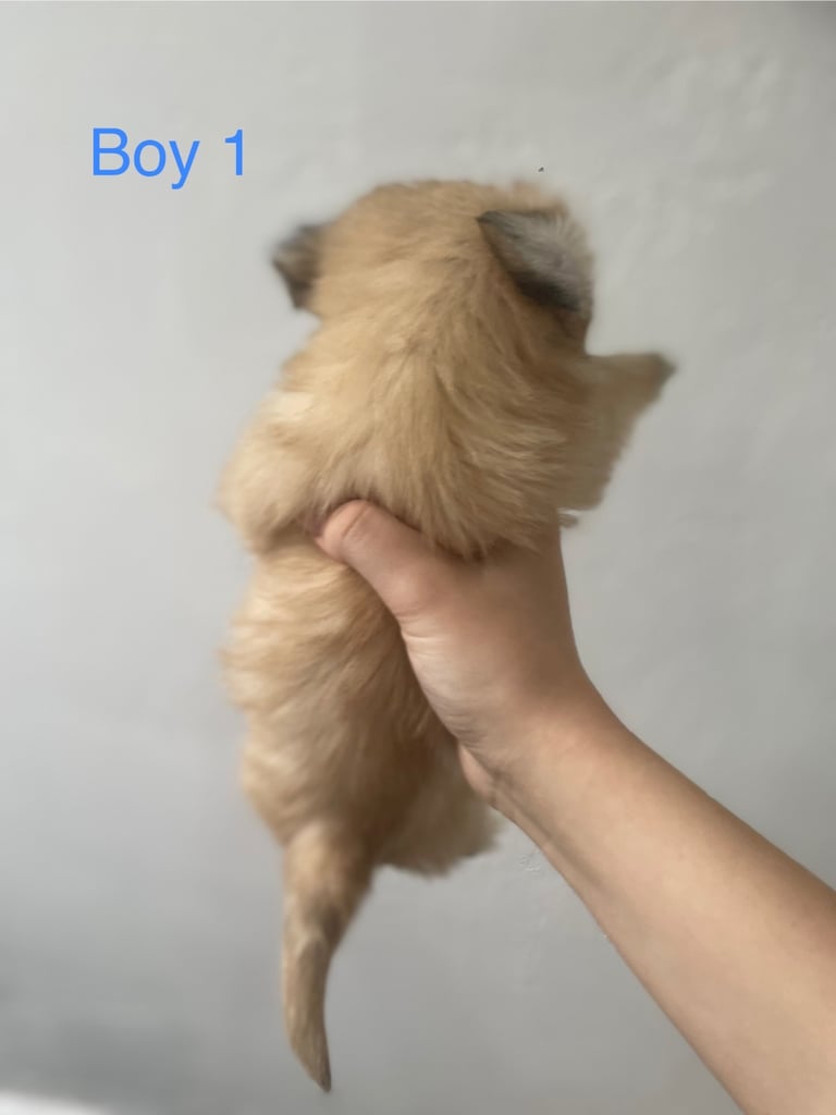 Beautiful Jack-Tzu puppies in Derby