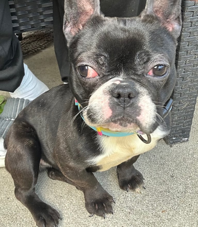 1 year old french bulldog for sale.