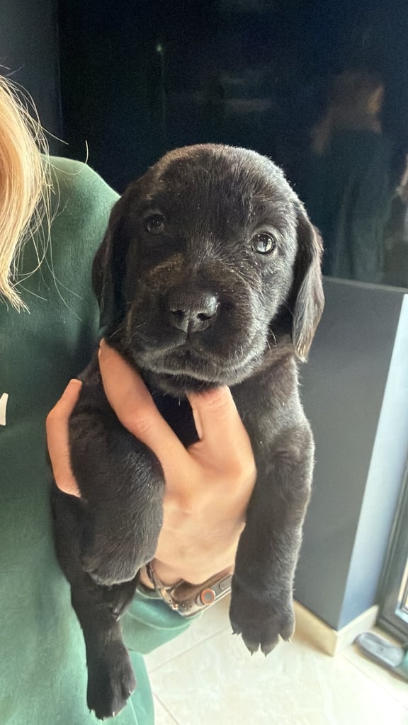 image for Flabbies - flatcoat x Labrador puppies