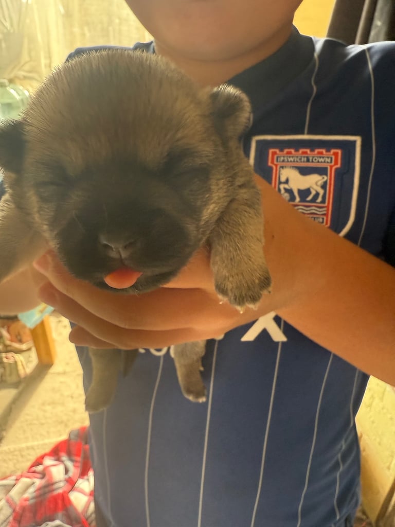PUPPIES FOR SALE