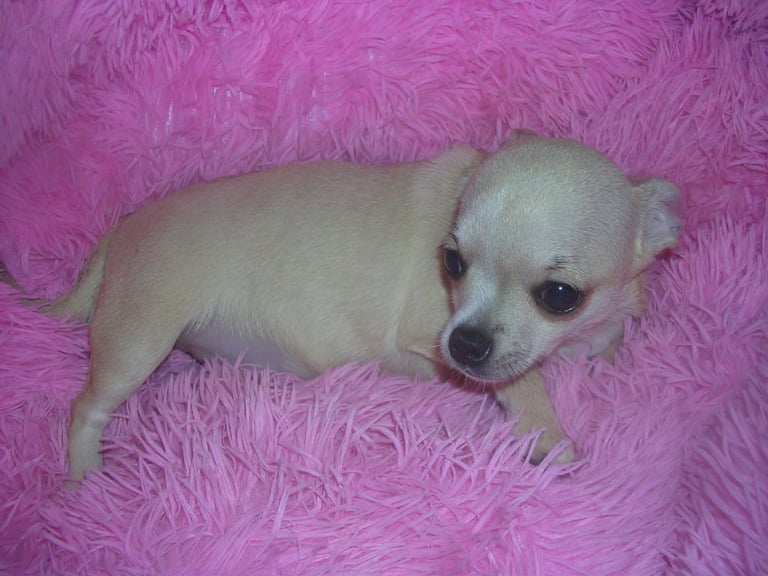 Full Breed Chihuahua puppies 1 Girl 2 Boys