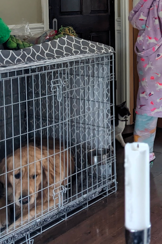 Dog crate, divider and accessories 