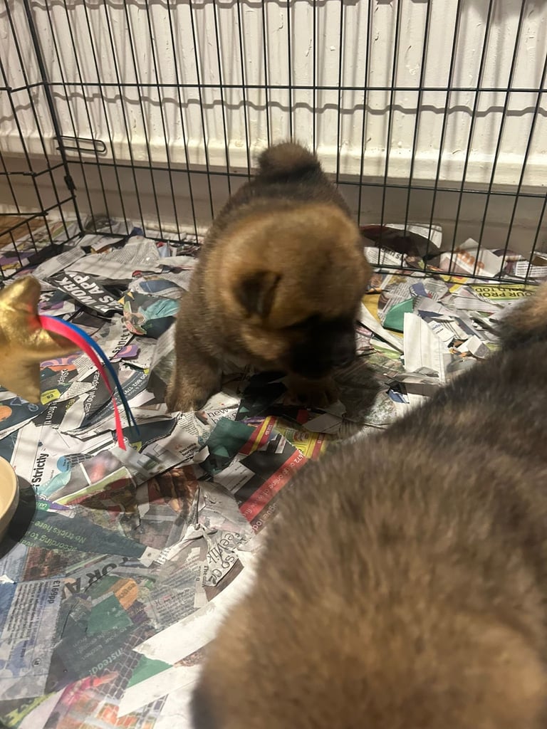 Chow chow cross Akita puppies 