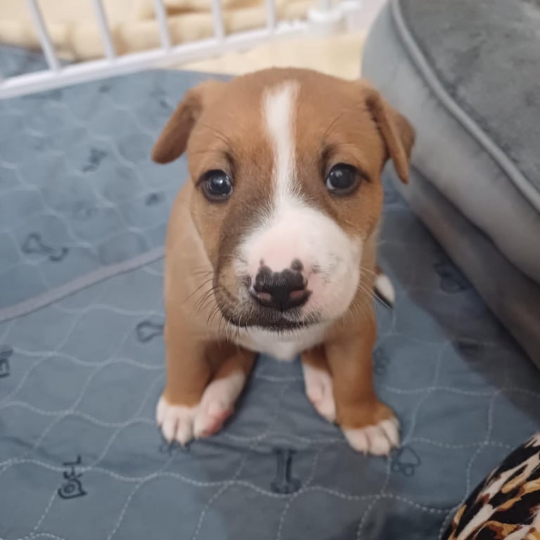 Mastiff x staffy puppies last 3 girls left