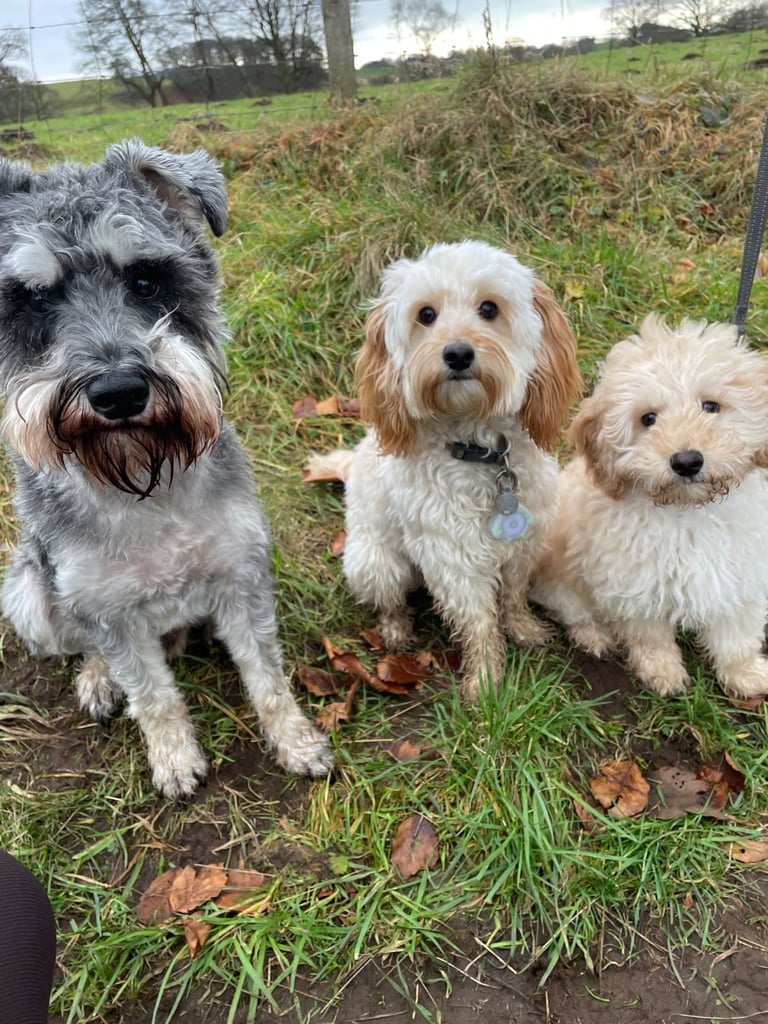 Gorgeous F1 Cockapoo Puppies