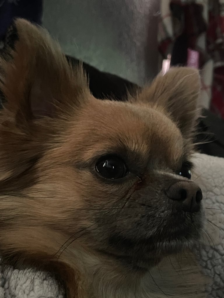 🐾Chihuahua puppies🐾2boys💙💙1girl💜