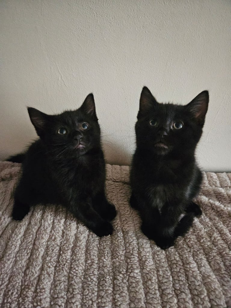 Kitten £100