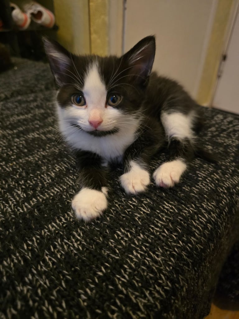 4 beautiful kittens 