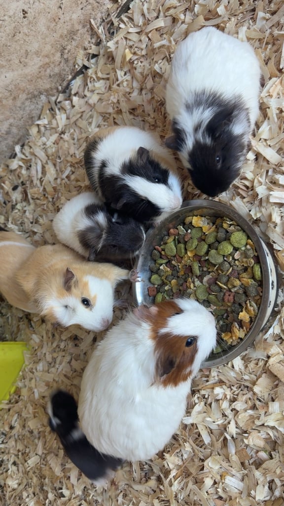 Guinea pigs 