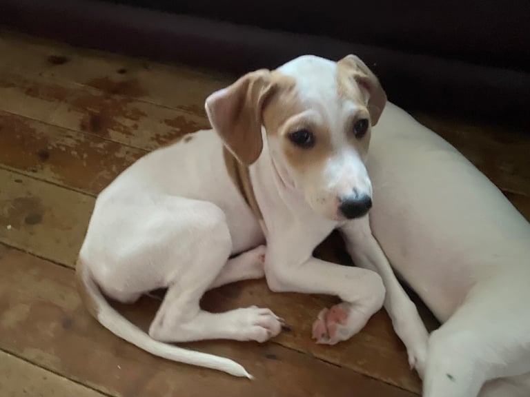 Lurcher pups