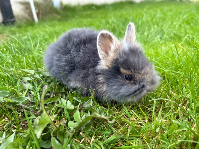 Lionhead rabbits - ready to go in 4 weeks
