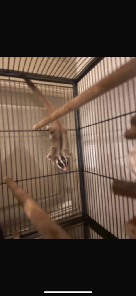 2 male sugar gliders