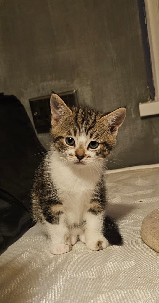 image for X3 male kittens for sale 